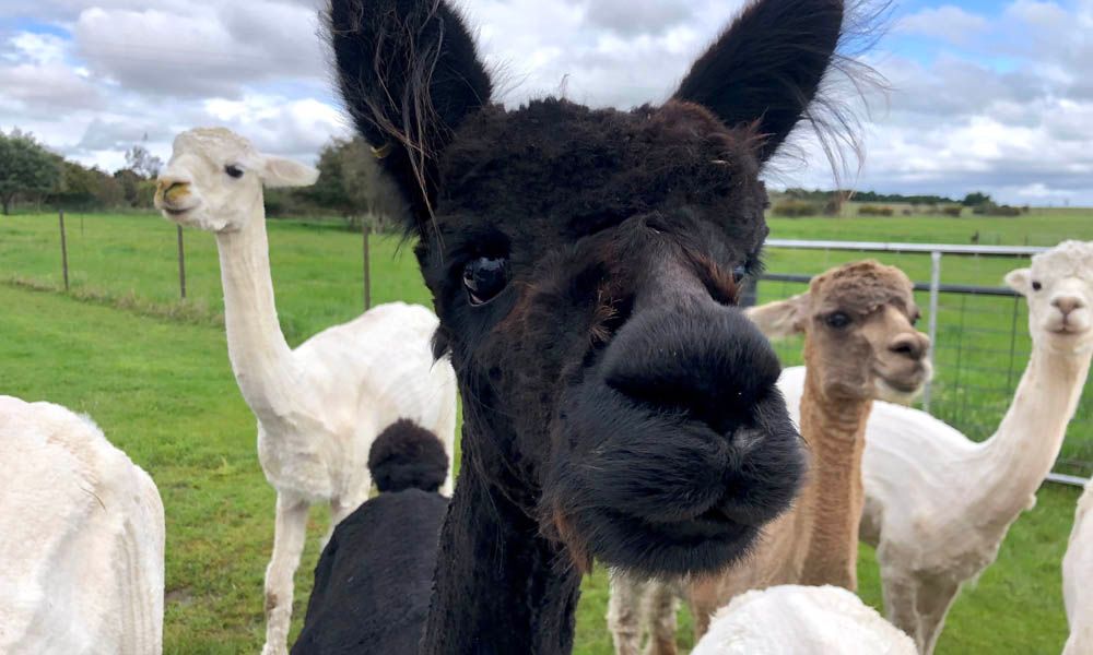 Canberra attractions for families: Brunch with Alpacas and Llamas @ Blackwattle Alpaca Farm.