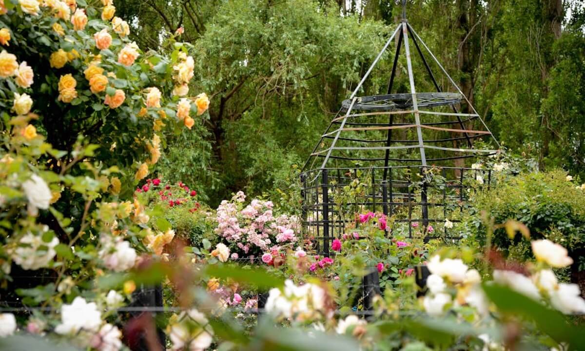 Rose garden at Ashcombe Maze & Lavender Gardens.