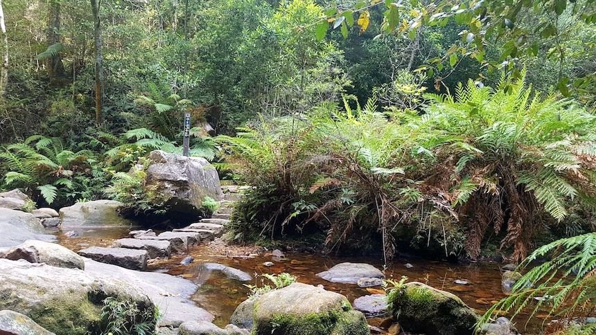 Beauchamp Falls Walk in the Blue Mountains National Park in NSW.