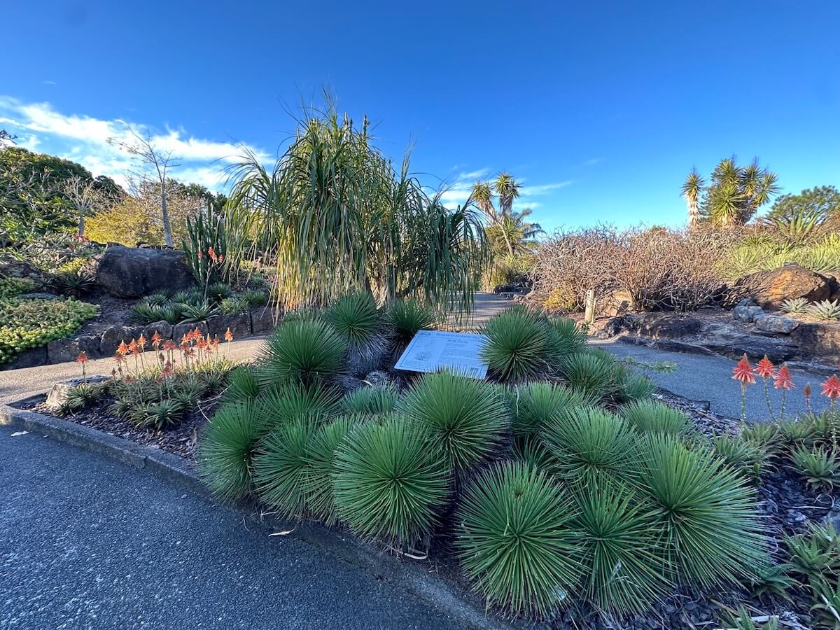 Cactus garden at Brisbane Botanic Gardens, Mount Coot-tha.