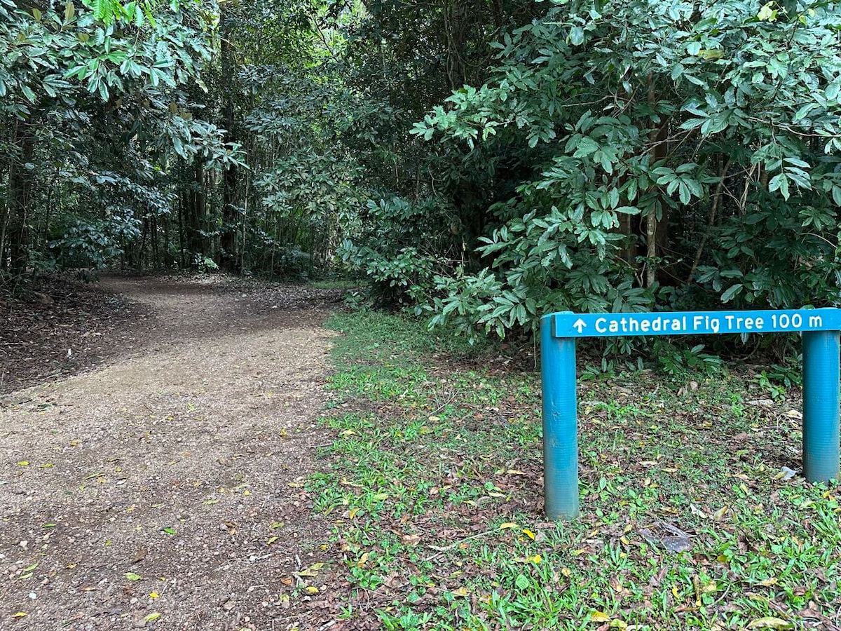 A short, well-maintained walk from the carpark to see the Cathedral Fig Tree.