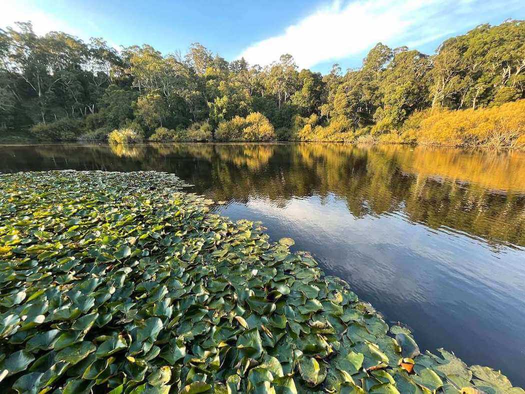 Gorgeous lilies and autumn trees at Jubilee Lake.