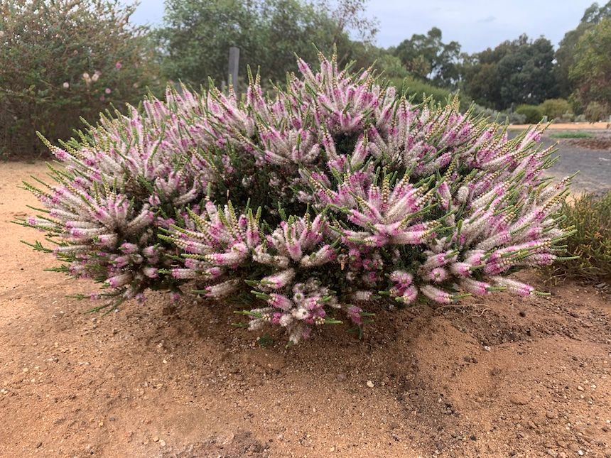 Stunning collection of native plants at Melton Botanic Garden.