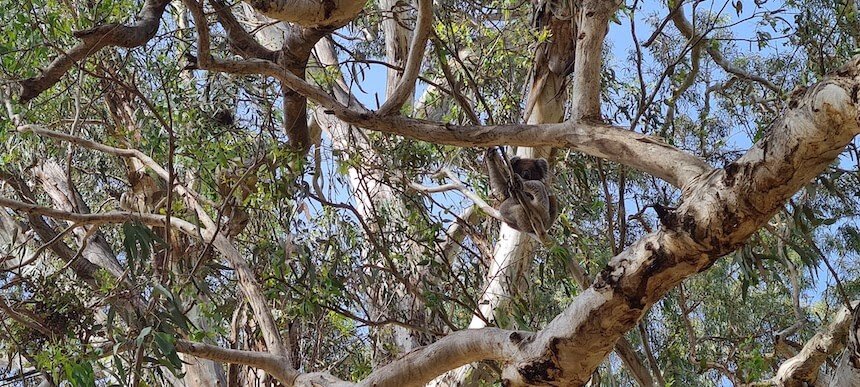 Morialta Park near this adventure playground is great for bushwalk and hike to see a creek and waterfall and spot some kangaroos and koalas.