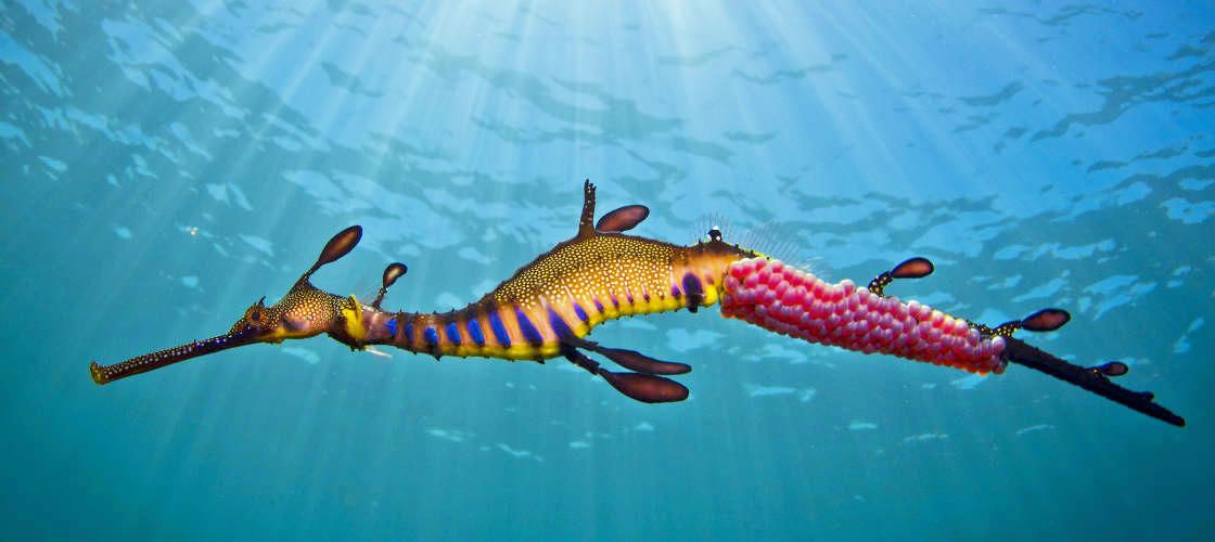 Mornington Peninsula Weedy Sea Dragons Snorkel Tour.