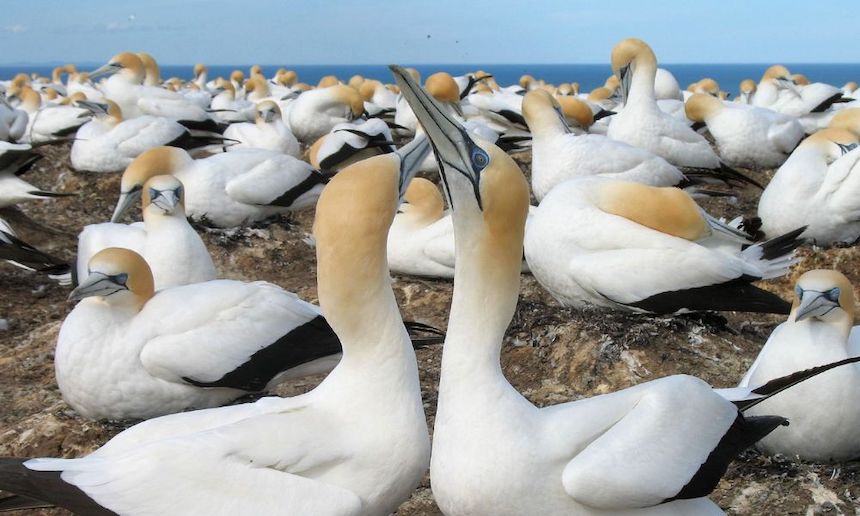 Gannet Colony at Muriwai Beach, NZ.