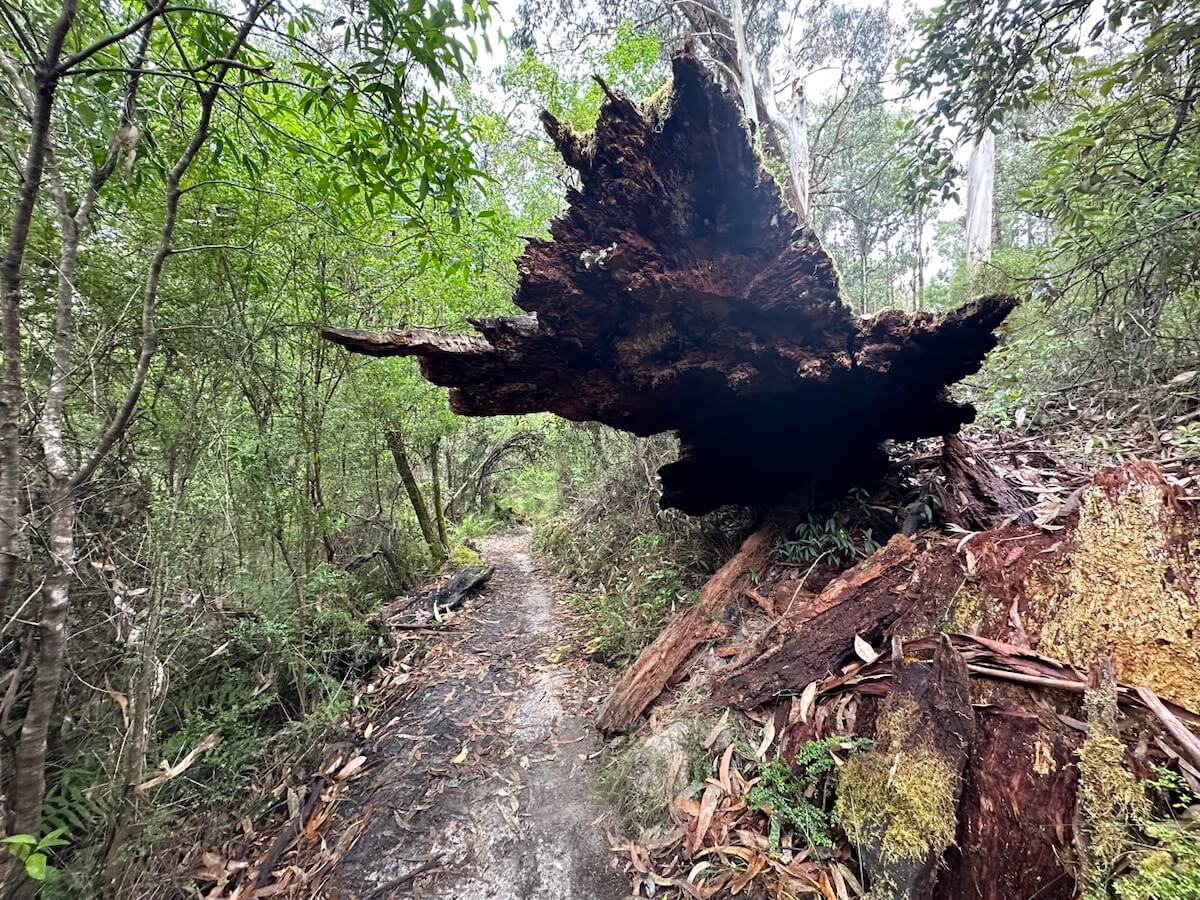 Three Falls Circuit in Victoria: you'll meet local wildlife, birds, impressive rocks, trees and beautiful native plants and flowers.