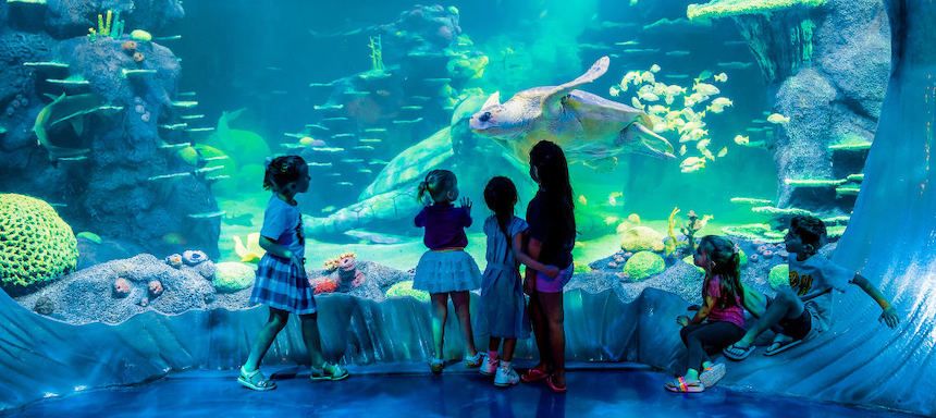 Fun family activities @ SEA LIFE Aquarium Sydney.