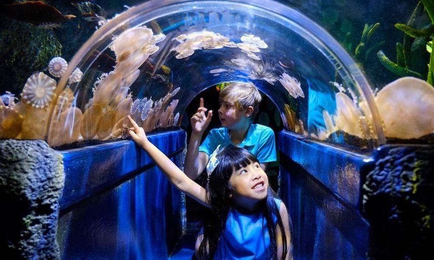 SEA LIFE Melbourne Aquarium. Legoland and Aquarium tickets Melbourne.