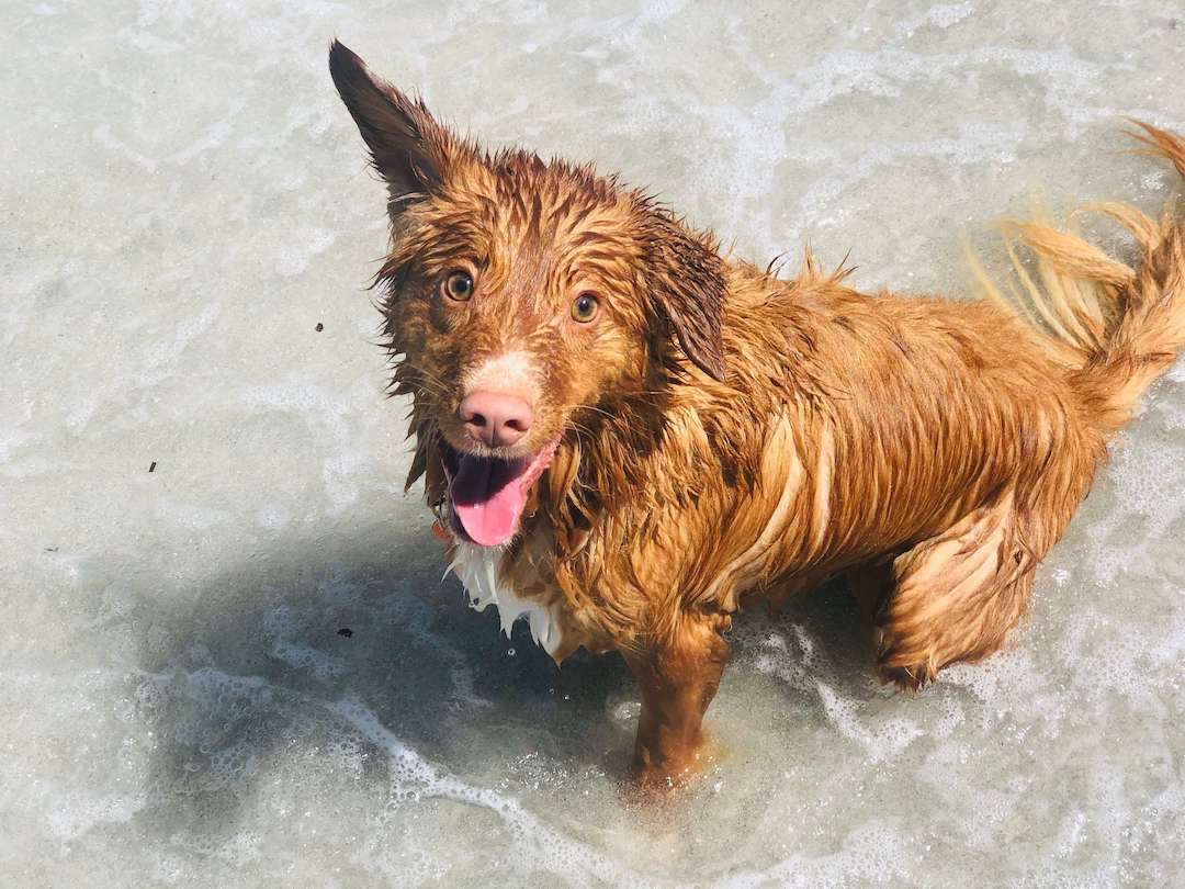 South Beach will be your dog's happy place! It's one of the best dog walks Perth WA.