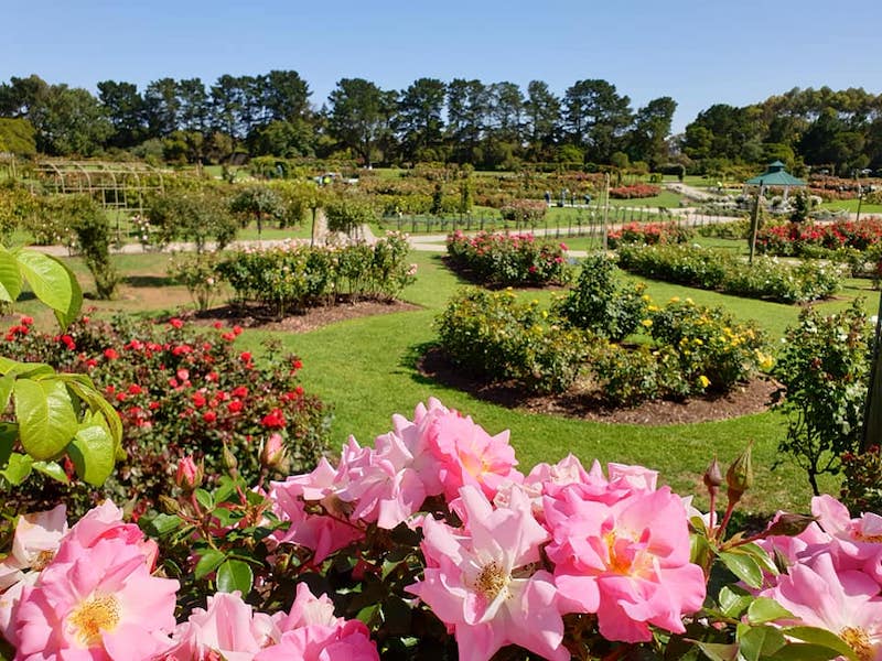 Enjoy 5500 roses at Victoria State Rose Garden.