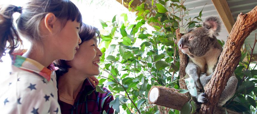 School holiday fun activities at WILD LIFE Sydney Zoo's Koala Sanctuary.