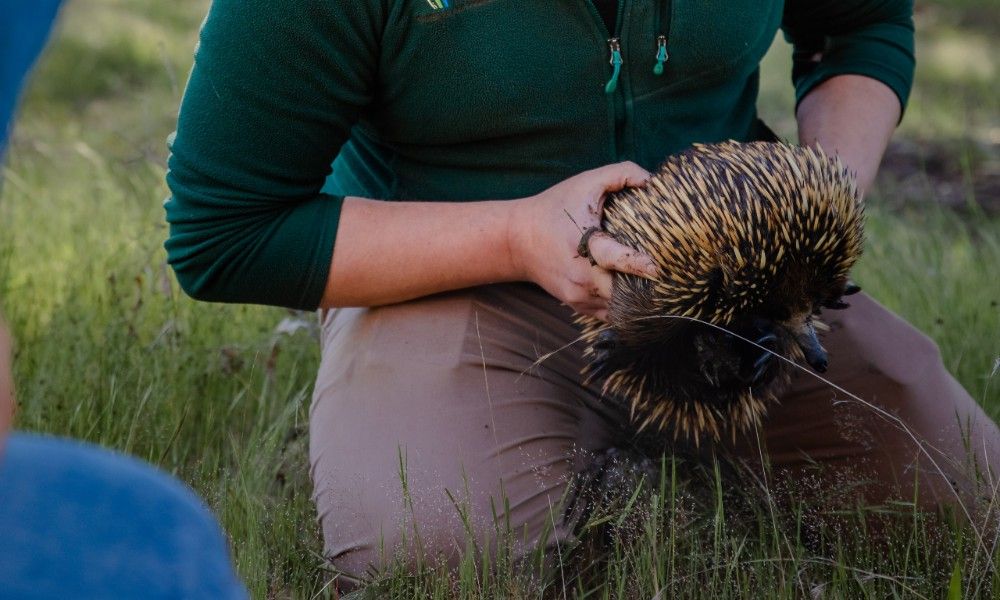 Family activities in Canberra: Wildbark Visitor Centre Twilight Tour.