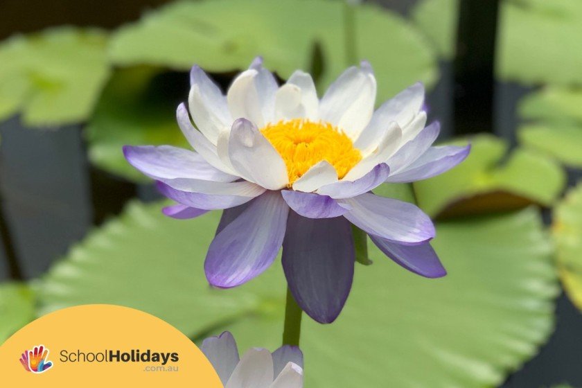 Blue Lotus Water Garden In Yarra Junction