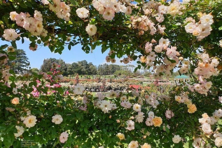 Victoria State Rose Garden