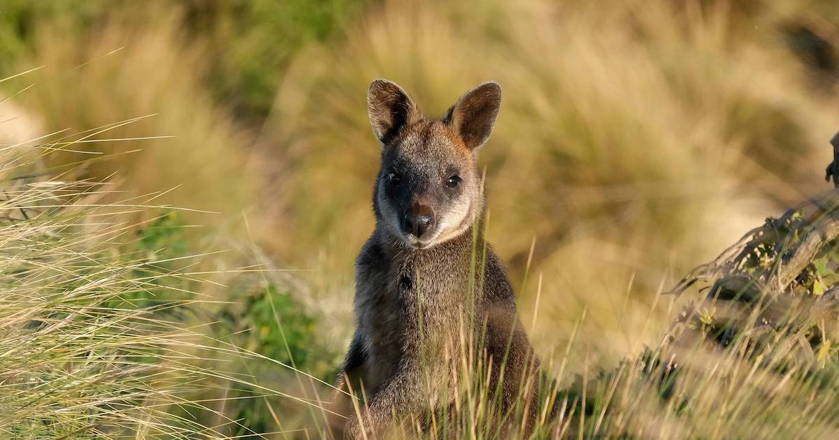 Things to do in Phillip Island