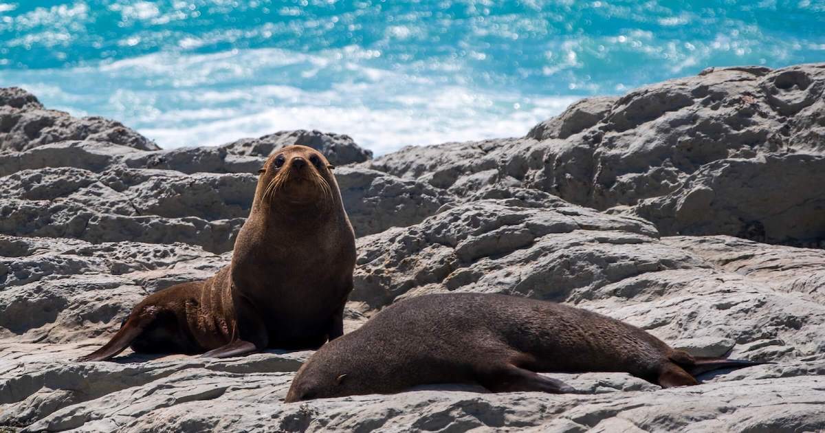 Things to do in Victor Harbor